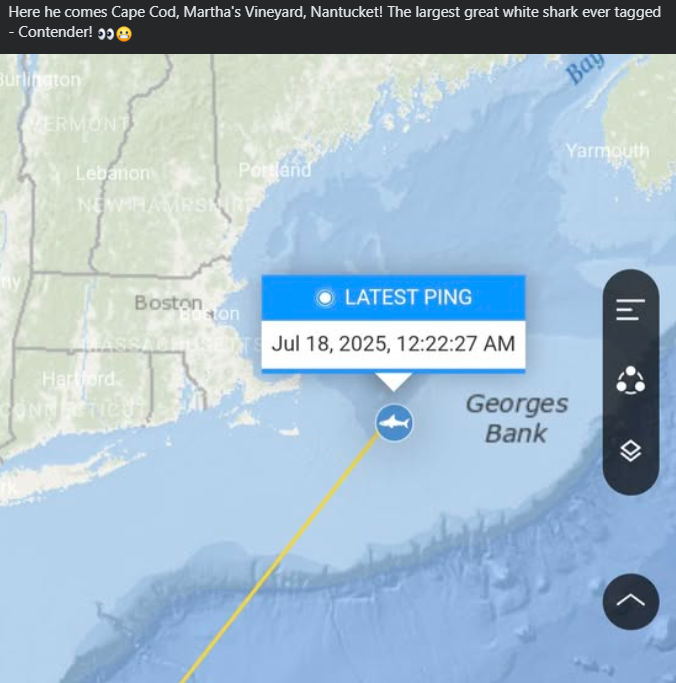BC_265's tweet image. Here we go! Just in time for shark week. lol