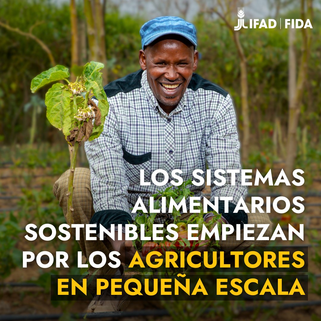 IFADespanol's tweet image. Los agricultores en pequeña escala producen un tercio de los alimentos a escala mundial.
Para crear #SistemasAlimentarios sostenibles, saludables y equitativos a gran escala, debemos trabajar a pequeña escala.