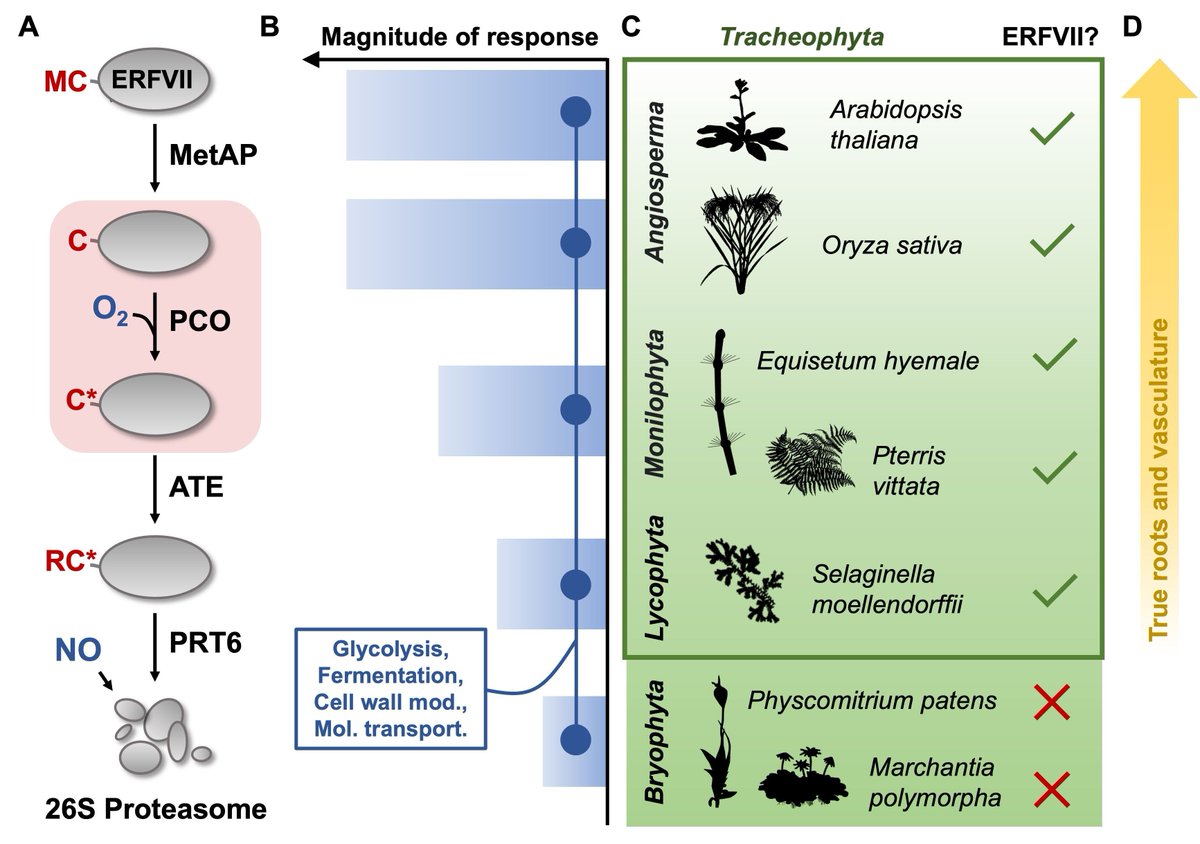 sci_plant's tweet image. The evolutionary rise of oxygen sensing in land plants
cell.com/molecular-plan…
♻️