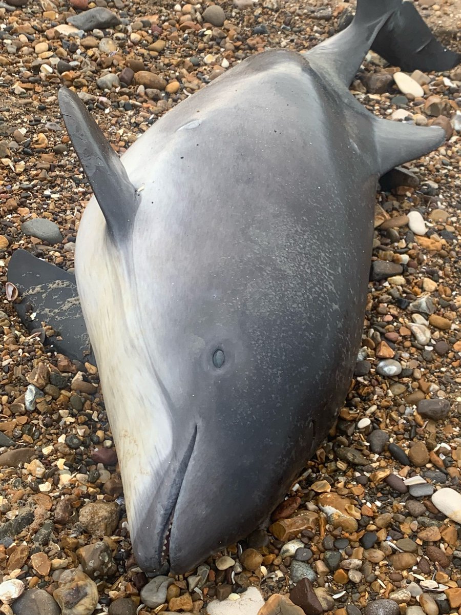 strandings_man's tweet image. On the road in East Anglia yesterday- delivered samples to our friends @CefasGovUK to support @RosieSWilliams1 research on the impact of contaminants- and then on to recover a porpoise found stranded earlier this year. Back at @ZSLScience now, #CSIOfTheSea exam to follow soon...