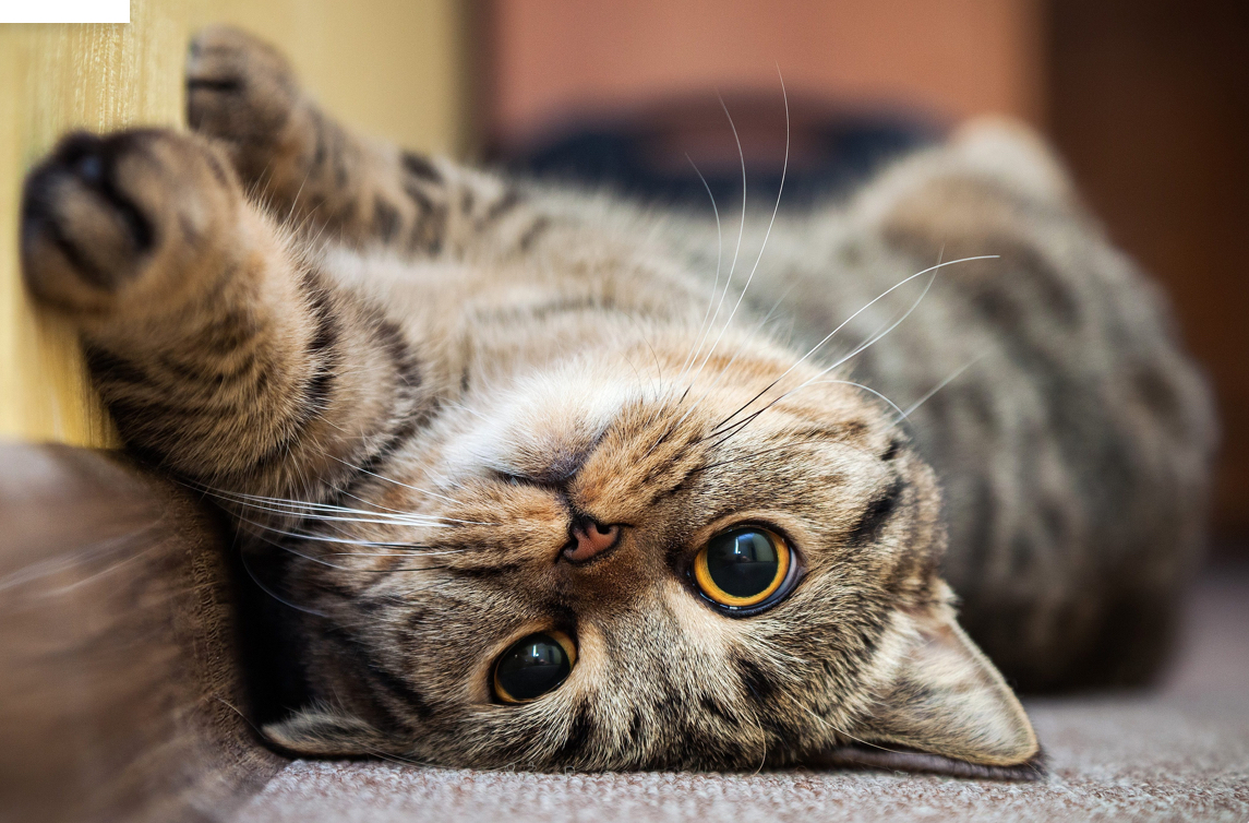 Alleviate hot spots, skin irritations, and bad breath with our Probiotic Pet Spray. It soothes, calms, and cleans with instant relief!

#PetHealth #PetCare