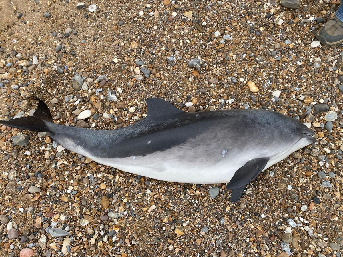 strandings_man's tweet image. On the road in East Anglia yesterday- delivered samples to our friends @CefasGovUK to support @RosieSWilliams1 research on the impact of contaminants- and then on to recover a porpoise found stranded earlier this year. Back at @ZSLScience now, #CSIOfTheSea exam to follow soon...