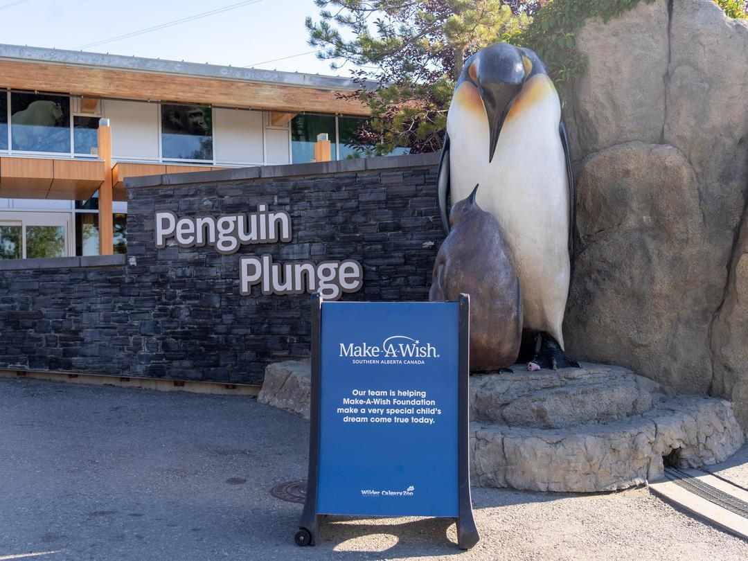 calgaryzoo's tweet image. We are warmly welcoming a very special visitor to the zoo today. Together with the Make-A-Wish Foundation, we’re helping make dreams come true. We hope they have an amazing day! 🐧✨
#YourZooYYC