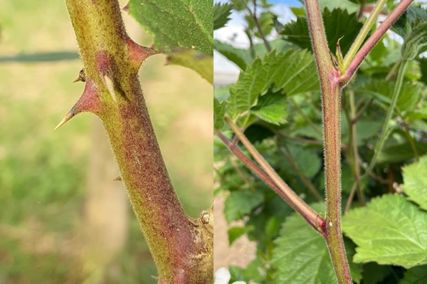 USDA_NIFA's tweet image. .@UArkansas scientists have uncovered the genetic mystery that dictates whether a blackberry cane bristles with thorns. The discovery enabled the team to develop rapid DNA tests that predict thornlessness in seedlings long before plants reach the field. nifa.usda.gov/about-nifa/imp…
