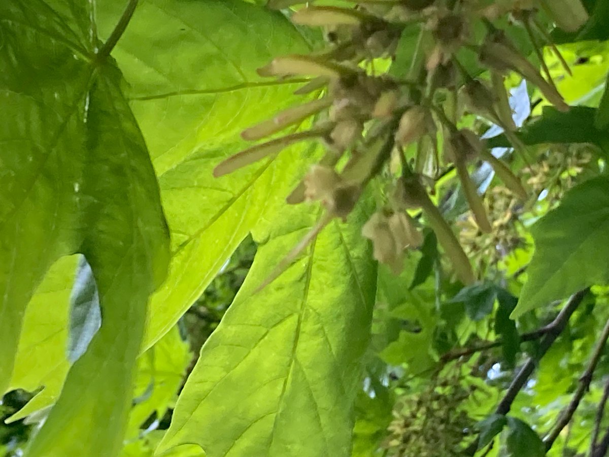 wildcreativity's tweet image. Big leaf maple
swirling helicopter seeds
born under the leaves.
#haiku #NaturePhotography