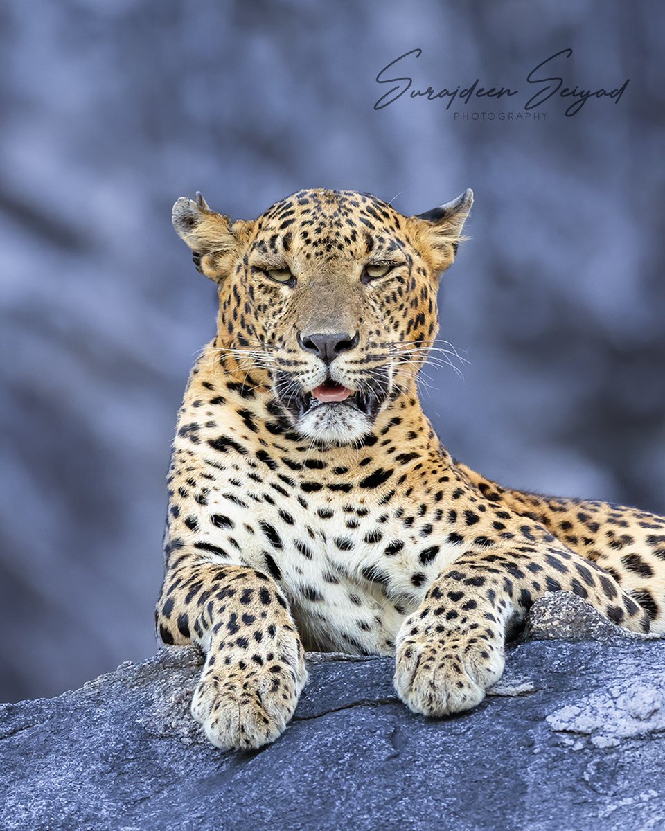 SMNK1972's tweet image. Selena queen of Yala National Park, Sri Lanka. Currently mother to two cubes having sadly lost one. Credit to Wildernesstrails