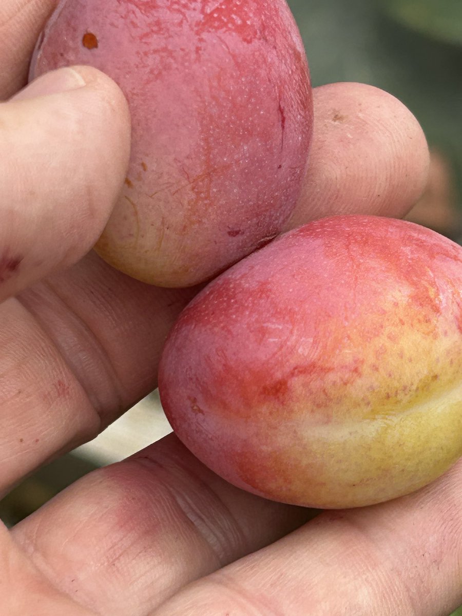 stewartwaine's tweet image. Tommys blue gage , Mira Claude ( mirabelle x reine Claude) Victoria plum