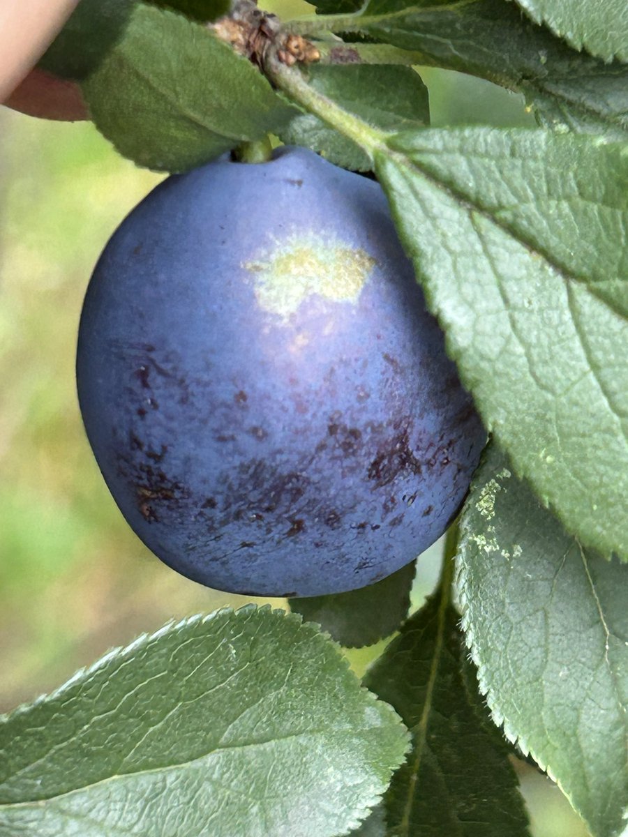 stewartwaine's tweet image. Tommys blue gage , Mira Claude ( mirabelle x reine Claude) Victoria plum