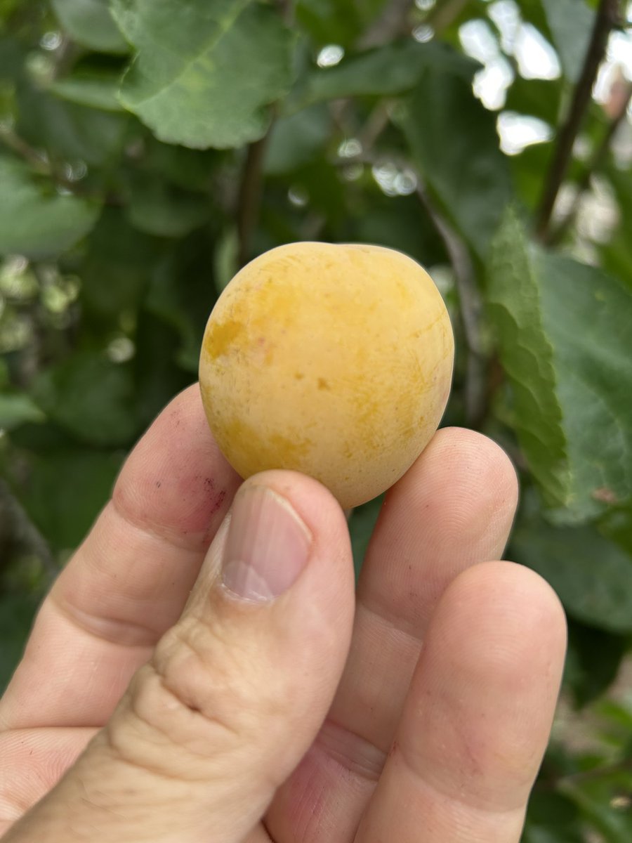 stewartwaine's tweet image. Tommys blue gage , Mira Claude ( mirabelle x reine Claude) Victoria plum
