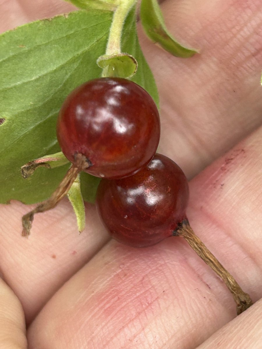 stewartwaine's tweet image. An unusual brown/red ? Ribes seedling the American species can throw up some ama ing colours from green to brown to orange to black
