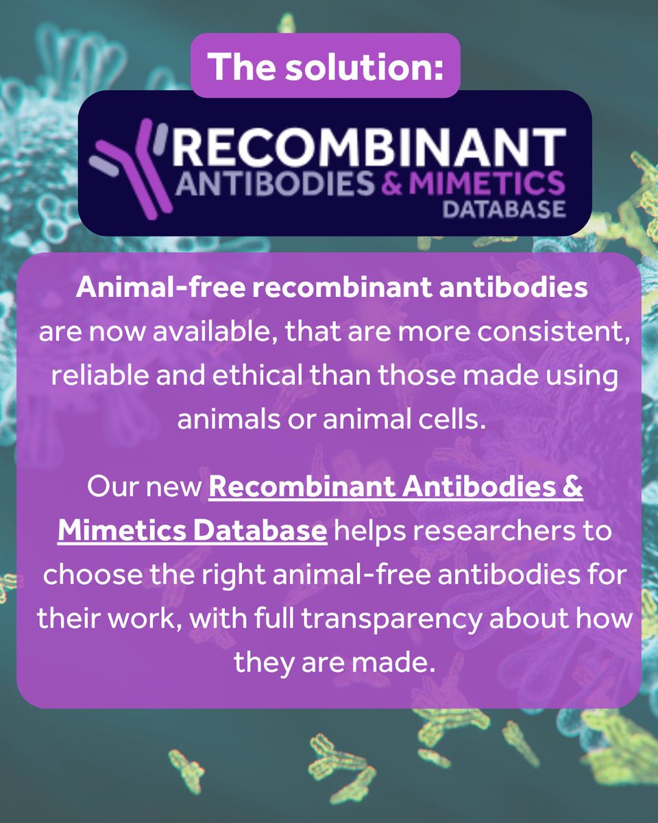 AFR_UK's tweet image. Antibodies are vital in medicine & research, but most are still made using animals. It’s unethical, unreliable & fuelling a reproducibility crisis. 🧬
On tomorrow’s #AnimalFreeLabcast, Dr Stephanie Modi shares why animal-free antibodies are the future.
#KinderScience