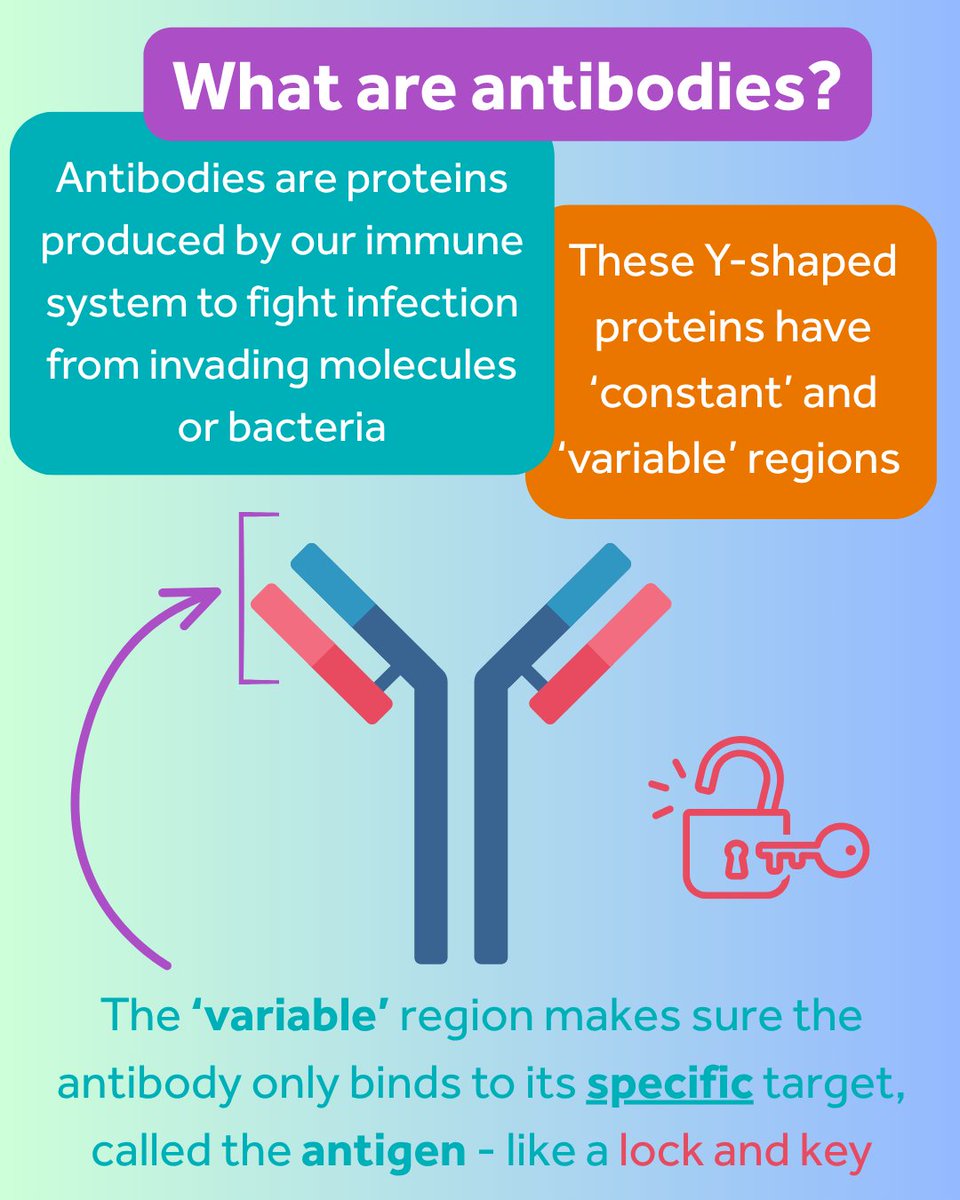 AFR_UK's tweet image. Antibodies are vital in medicine & research, but most are still made using animals. It’s unethical, unreliable & fuelling a reproducibility crisis. 🧬
On tomorrow’s #AnimalFreeLabcast, Dr Stephanie Modi shares why animal-free antibodies are the future.
#KinderScience