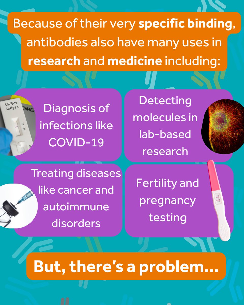 AFR_UK's tweet image. Antibodies are vital in medicine & research, but most are still made using animals. It’s unethical, unreliable & fuelling a reproducibility crisis. 🧬
On tomorrow’s #AnimalFreeLabcast, Dr Stephanie Modi shares why animal-free antibodies are the future.
#KinderScience