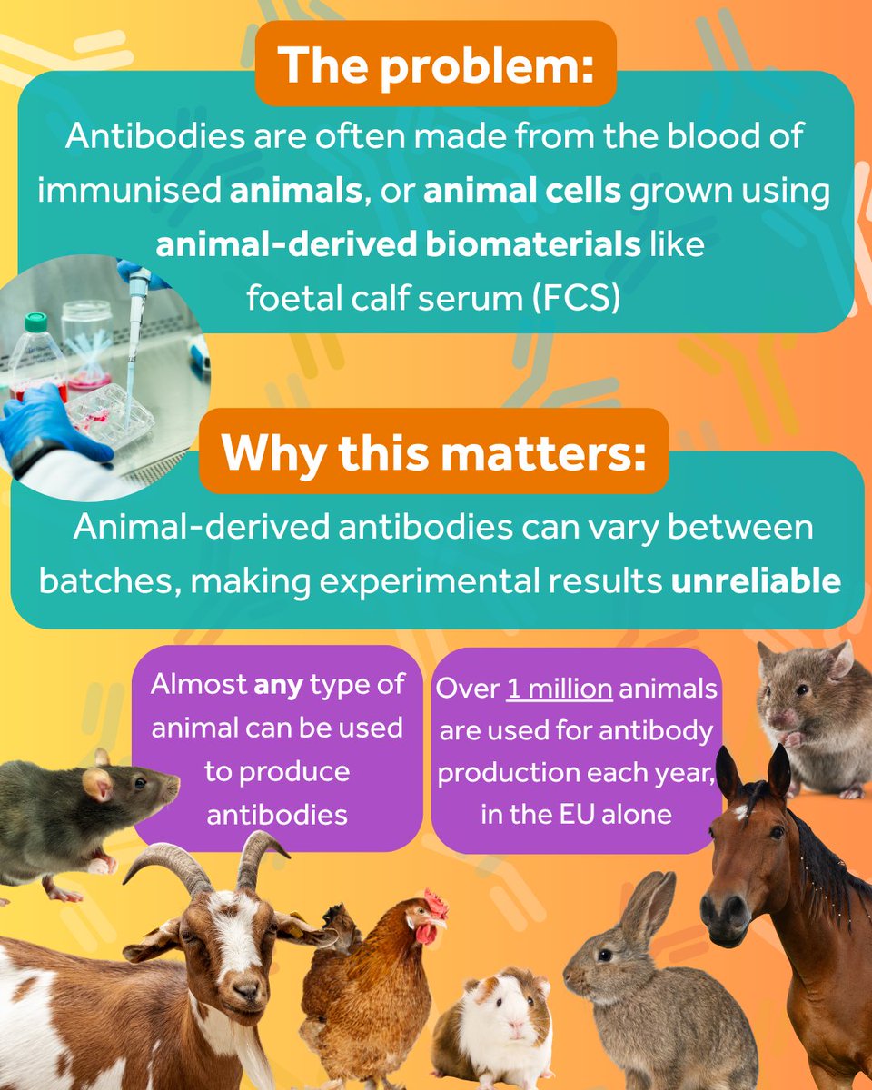 AFR_UK's tweet image. Antibodies are vital in medicine & research, but most are still made using animals. It’s unethical, unreliable & fuelling a reproducibility crisis. 🧬
On tomorrow’s #AnimalFreeLabcast, Dr Stephanie Modi shares why animal-free antibodies are the future.
#KinderScience