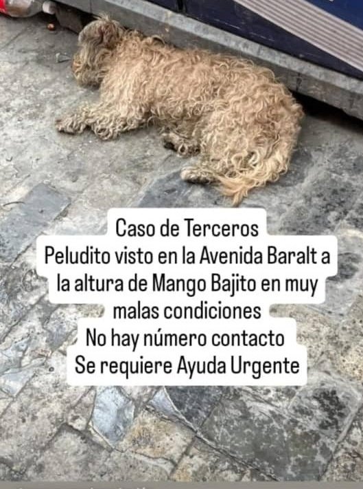 Reporta <a href="/maritesotelo/">Marite Sotelo</a>: 🚨🚨🚨
AV. BARALT cerca #MANGOBAJITO
#URGENTE
#RESCATE
SIN ☎️