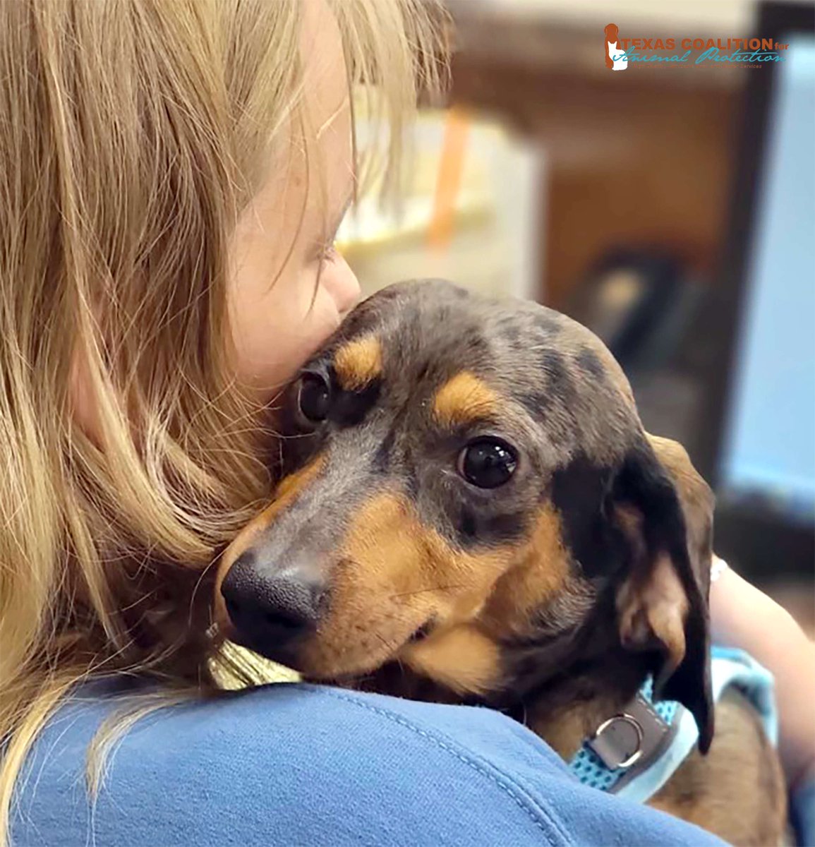 TCforAP's tweet image. You can fully vaccinate &amp;amp; get a heartworm test for your dog at TCAP for only $60!!🐶

Calendar: ow.ly/KanJ50WtwSN
Vaccine Info: ow.ly/1Ycz50WtwSK

#PetLoversFirst #TexasForThem #NeuterIsCuter #TCAPSpayNeuter #DFWSpayNeuter #LowCostPetCareDFW #DallasPetWellness