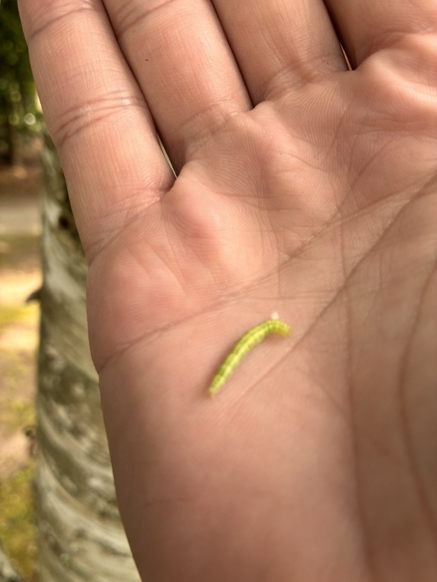 KeithPiccard's tweet image. Geometer moth caterpillar