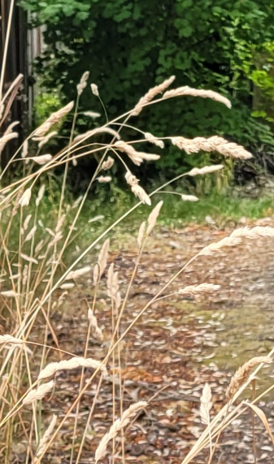 ChalineOuellet's tweet image. As for man, his days are like grass; he flourishes like a flower of the field;
for the wind passes over it, and it is gone,and its place knows it no more.
But the steadfast love of the Lord is from everlasting to everlasting on those who fear him... Ps 103 15,16