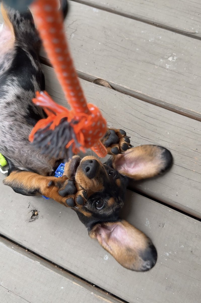 bugs836's tweet image. I think he likes his toy 🧸