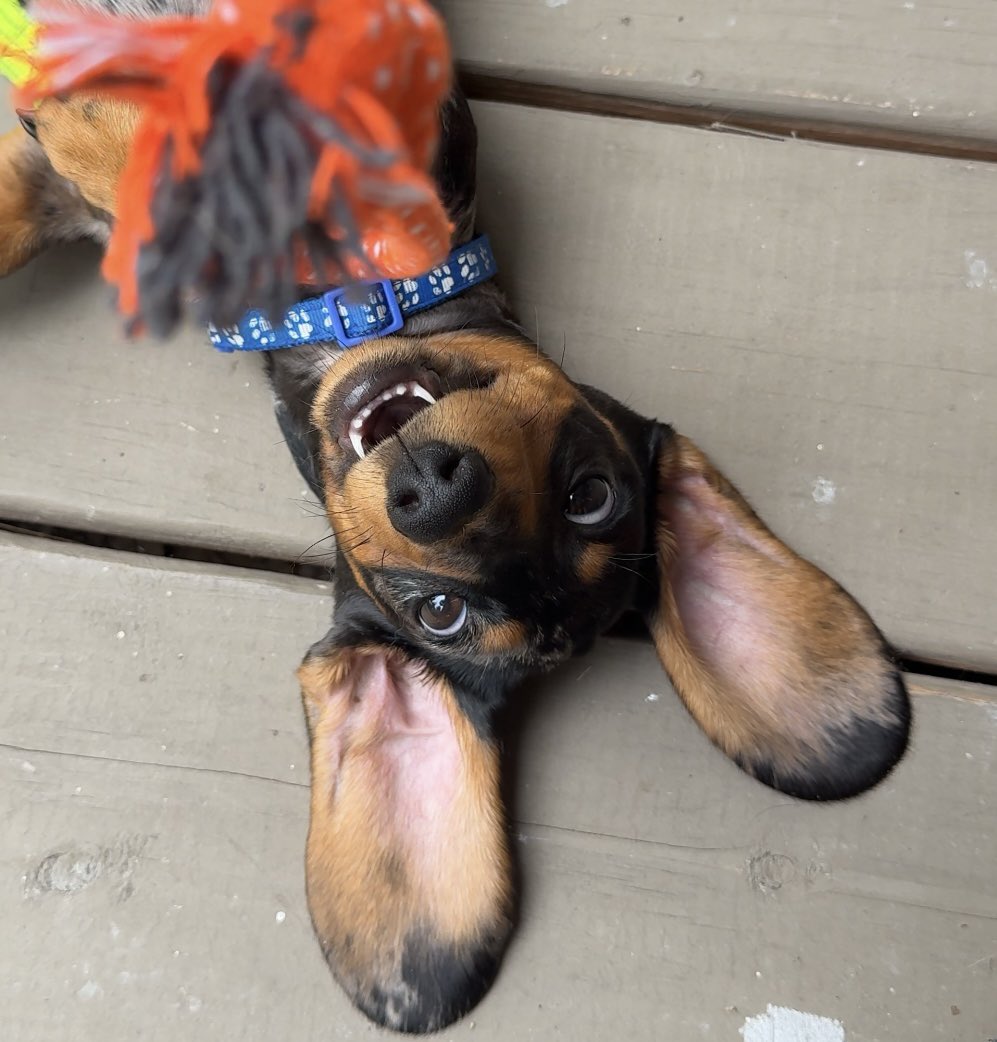 bugs836's tweet image. I think he likes his toy 🧸