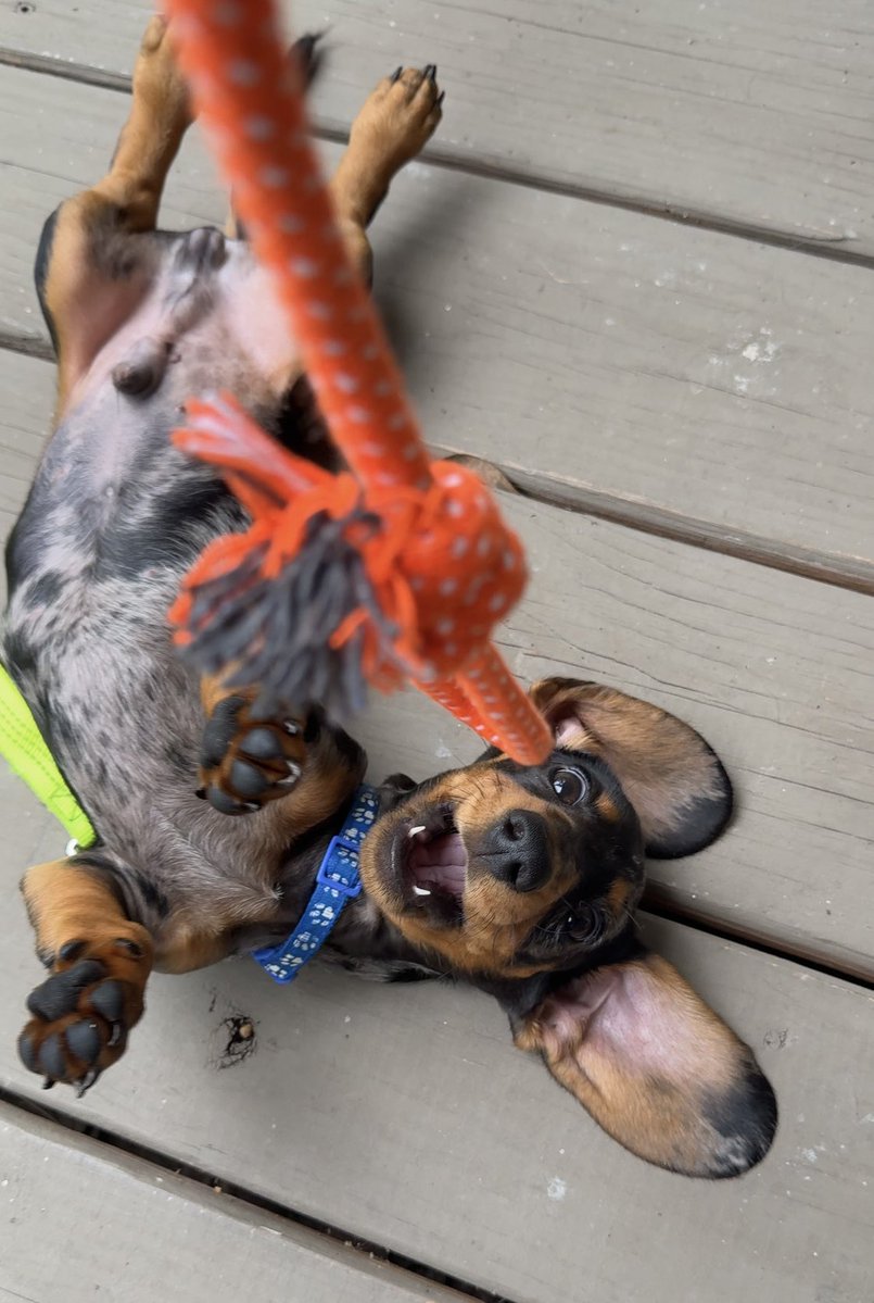 bugs836's tweet image. I think he likes his toy 🧸