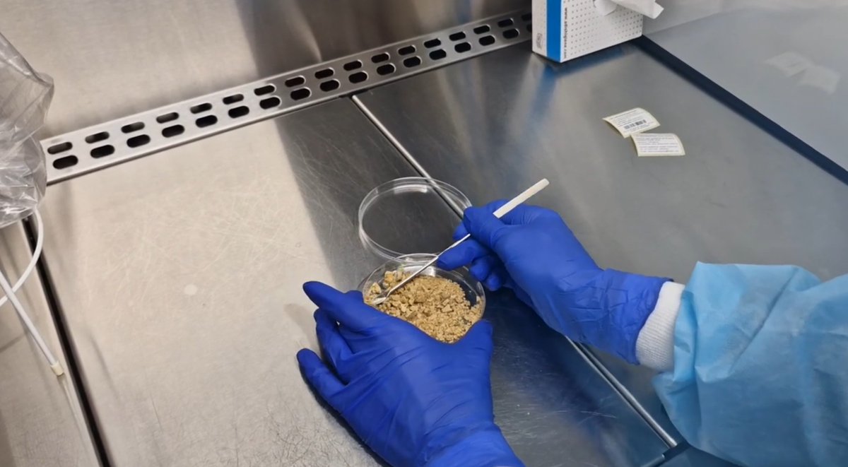 Hospital Clínic (@hospitalclinic) on Twitter photo 🔬 Catalunya impulsa el primer banc públic de microbiota fecal de l'Estat per tractar algunes infeccions intestinals greus.
✅ És un servei públic pioner i de referència estatal i europea promogut per <a href="/salutcat/">Salut</a> amb els hospitals #CLÍNIC i <a href="/hbellvitge/">Hospital Universitari Bellvitge | HUB</a>, l'#OCATT i <a href="/donarsang/">Banc de Sang</a>.
✅ 🔬 Catalunya impulsa el primer banc públic de microbiota fecal de l'Estat per tractar algunes infeccions intestinals greus.
✅ És un servei públic pioner i de referència estatal i europea promogut per <a href="/salutcat/">Salut</a> amb els hospitals #CLÍNIC i <a href="/hbellvitge/">Hospital Universitari Bellvitge | HUB</a>, l'#OCATT i <a href="/donarsang/">Banc de Sang</a>.
✅
