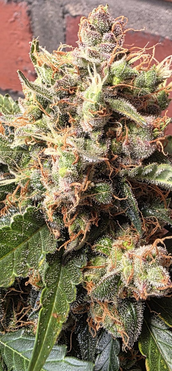 Have a nice day everyone.
😎😎💪🌞🌞🌞✌️✌️✌️