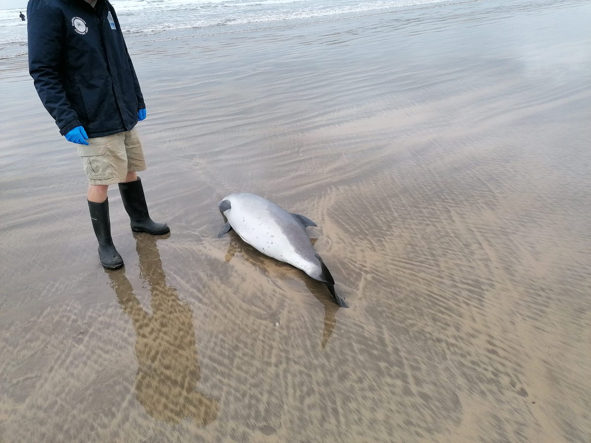 strandings_man's tweet image. MY CSIP colleague @Perkins16Matt is also on the road today- recovering this porpoise from Devon and relay recovery with @MatthewWestfie3 of a common dolphin found stranded in Pembrokeshire. On the way back to @ZSLScience, #CSIOfTheSea exams to follow over the next few days.