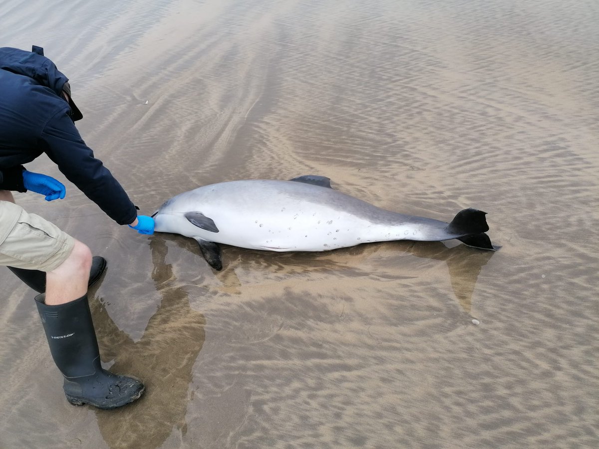strandings_man's tweet image. MY CSIP colleague @Perkins16Matt is also on the road today- recovering this porpoise from Devon and relay recovery with @MatthewWestfie3 of a common dolphin found stranded in Pembrokeshire. On the way back to @ZSLScience, #CSIOfTheSea exams to follow over the next few days.