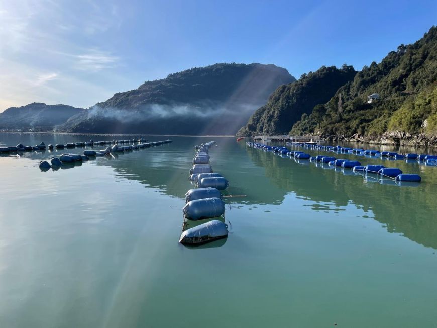 Un estudio realizado en el Instituto Milenio en Socio-Ecología Costera (SECOS) revela que cultivos de chorito actuarían como “filtro genético” de la especie en Los Lagos, Chile  buff.ly/wiJ2LtV