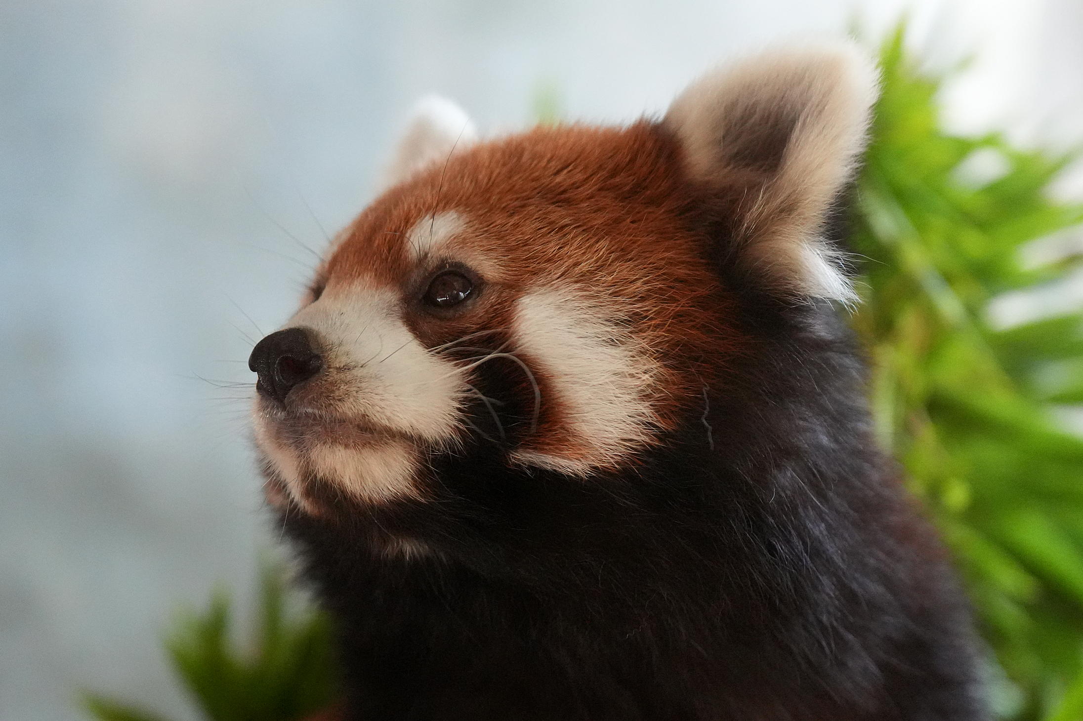 レッサーパンダ様 レッサーパンダ「風太」20歳に 千葉市動物公園 [写真特集1/9