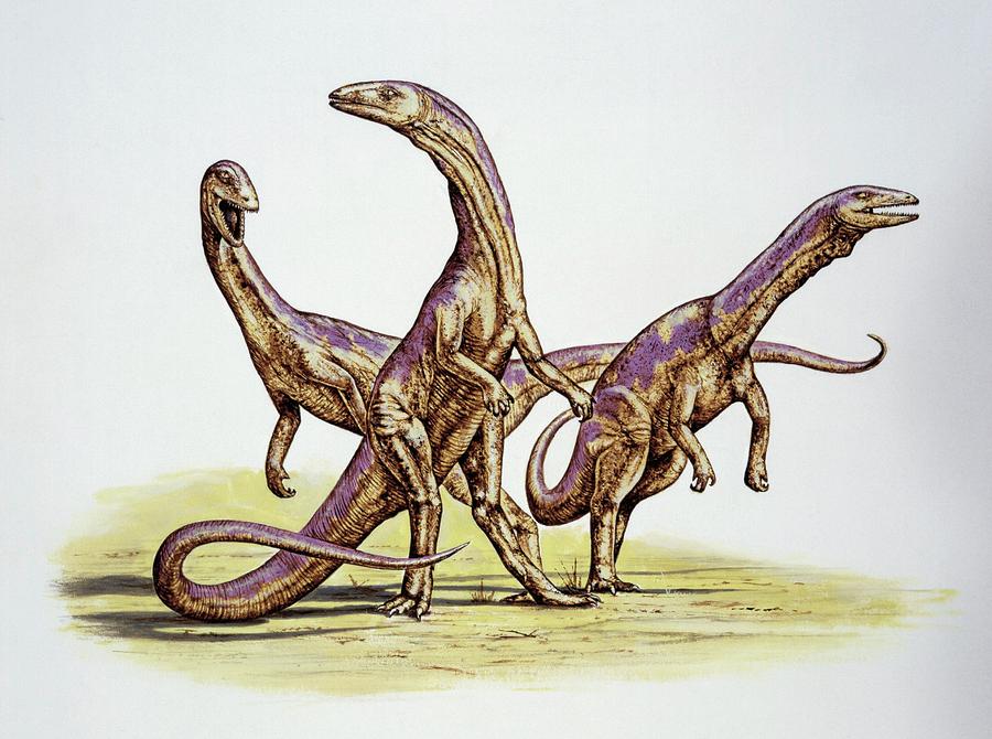 dinonostalgia's tweet image. Coelophysis, the hollow form, is a theropod dinosaur from the Late Triassic of North America.
It lived from 215 to 208 million years ago and could grow to 3 meters in length.