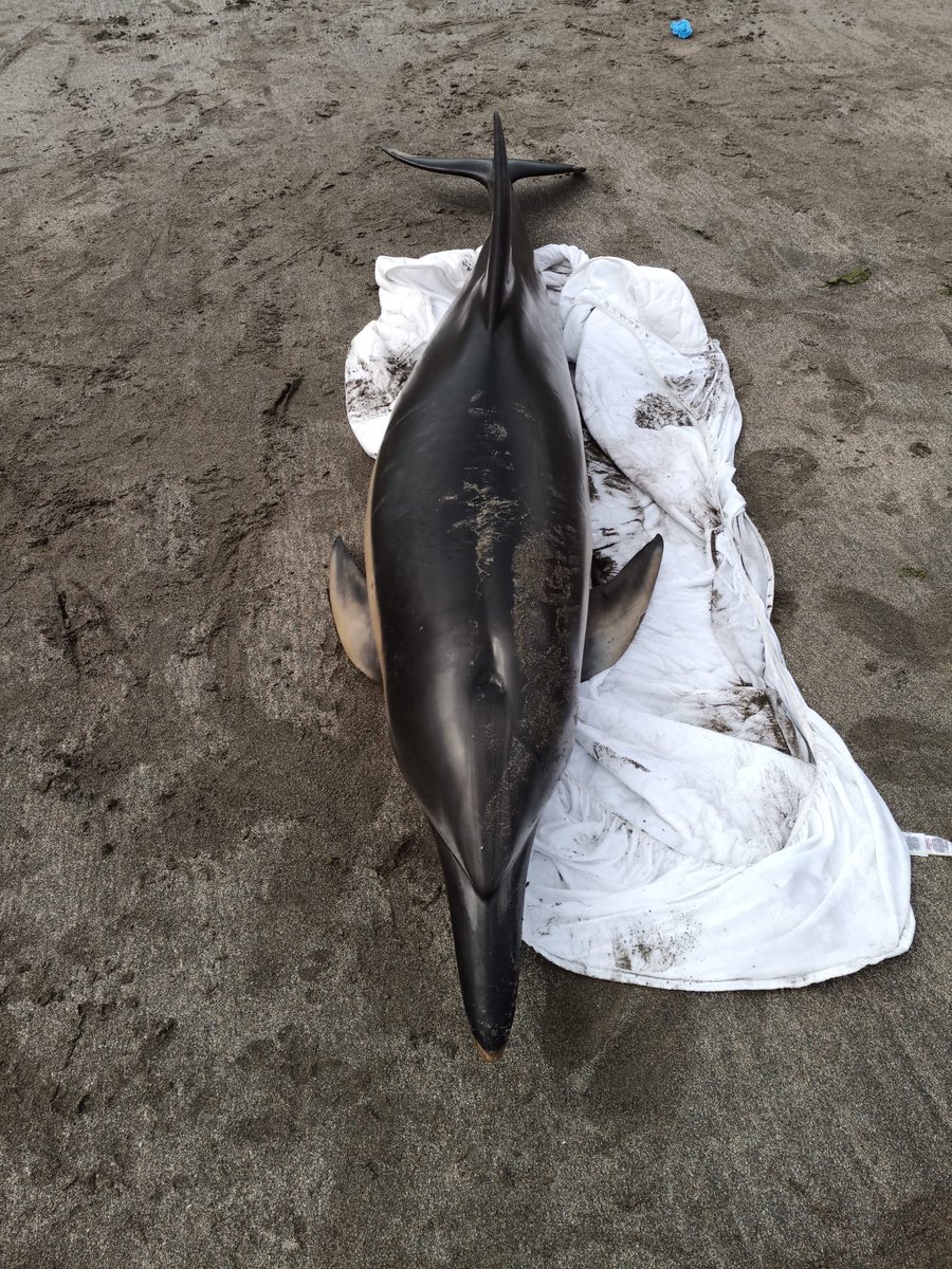 strandings_man's tweet image. MY CSIP colleague @Perkins16Matt is also on the road today- recovering this porpoise from Devon and relay recovery with @MatthewWestfie3 of a common dolphin found stranded in Pembrokeshire. On the way back to @ZSLScience, #CSIOfTheSea exams to follow over the next few days.
