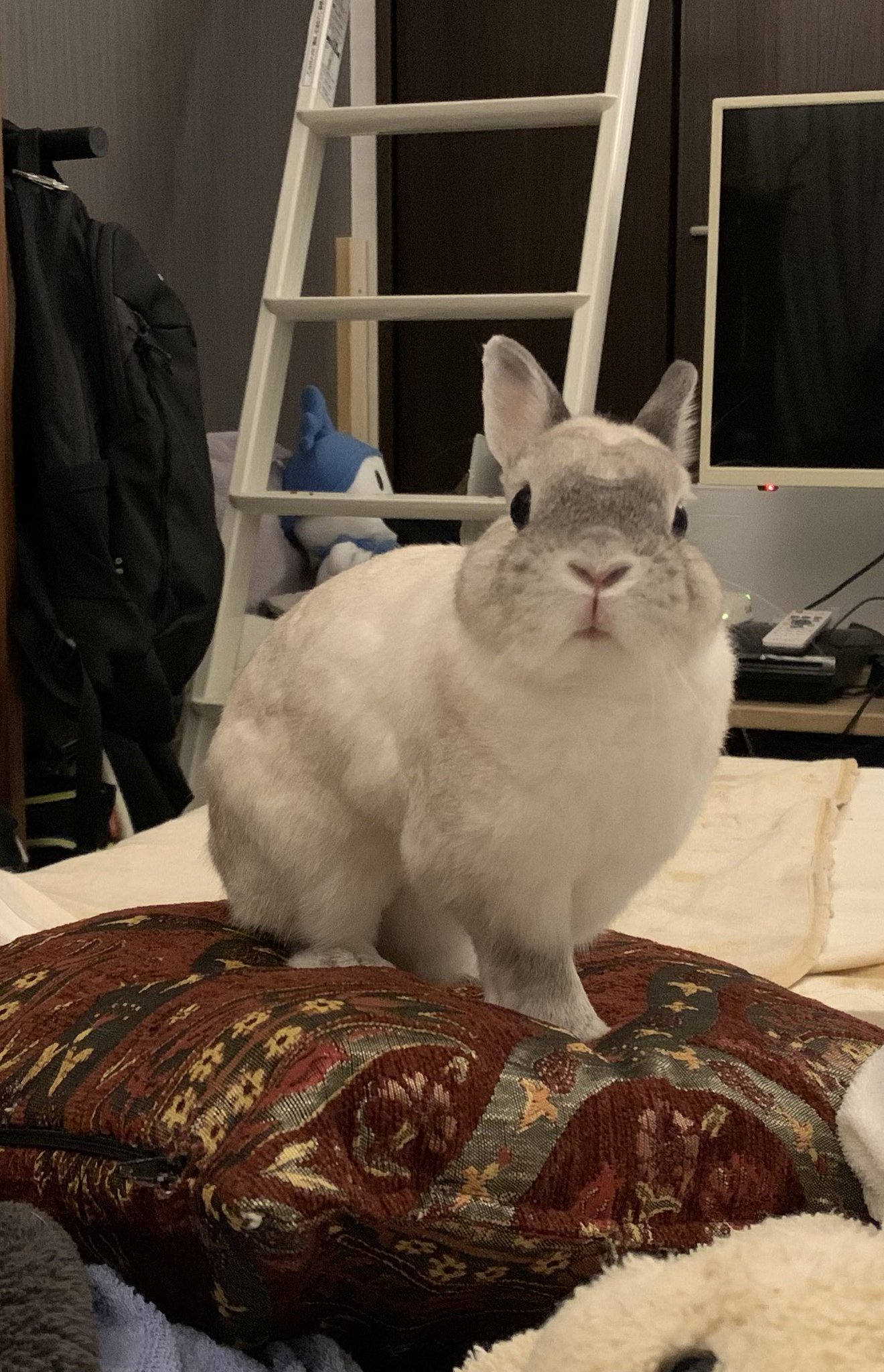 ゲベとその飼い主 おこげ(飼い主:コハラ) on X: 