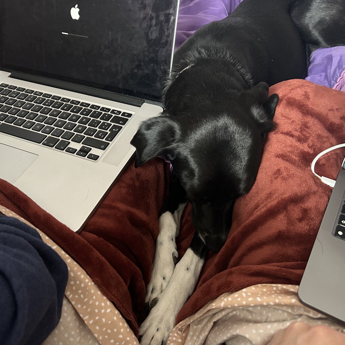 estoy teniendo de las semanas mas complejas que tuve en el año y a mi perra se le ocurrió tener diarrea liquida &lt;3 gracias mi amoor