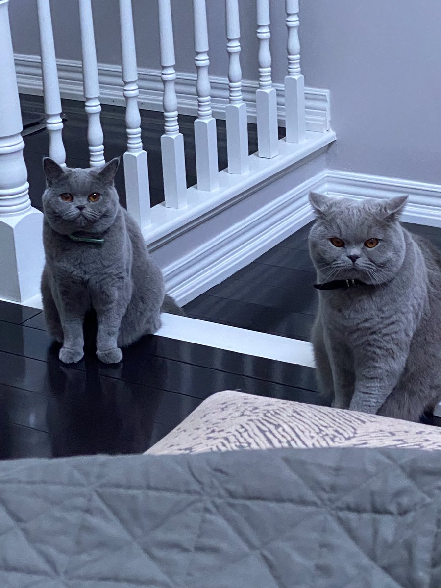 Two sets of pawdorable whiskers on this sunny summer #WhiskersWednesday #CatsOfTwitter #CatsOnTwitter 
Any day 👩🏻‍🍳 gets one photo w two plushies is sunny 😹😹😹