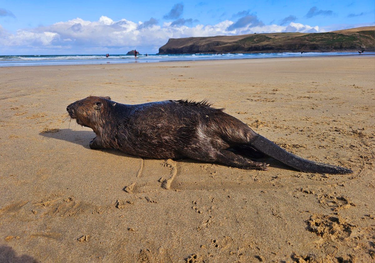 strandings_man's tweet image. Not a species that CSIP usually work on... This beaver was found at Polzeath, Cornwall over the weekend- our CSIP colleague James Barnett and his CMPT team carried out a #CSIOfTheSea examination for our friends at #DRAHS in @ZSLScience. Glad we could help out, great work all!