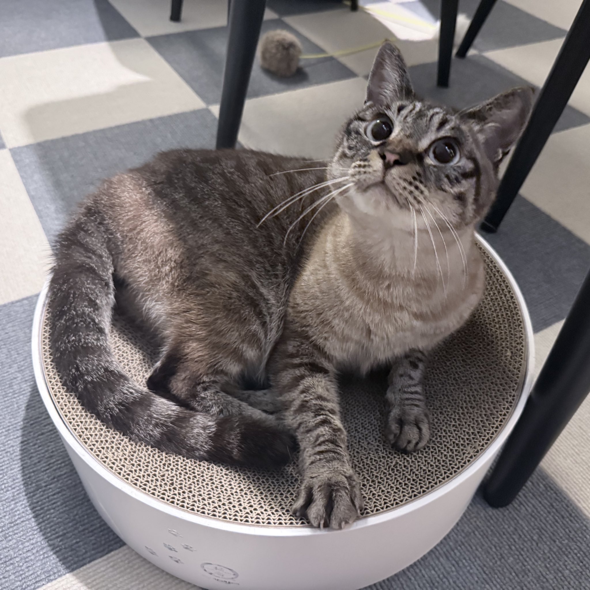 猫むすび むすび と つむぎ on X: 