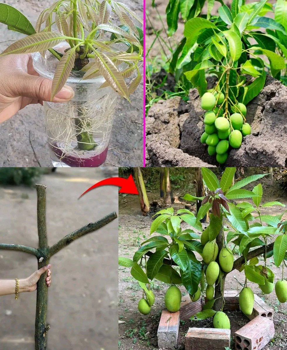 diharagirimana's tweet image. Patience, proper care, and suitable environmental conditions are essential for the successful growth and fruiting of grafted mango trees.