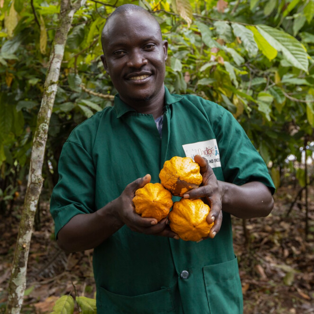 IFADespanol's tweet image. Conozcan a Femi, un agricultor de cacao en #Nigeria 🇳🇬
Gracias a un programa del FIDA, aprendió poda, fermentación, cultivo intercalado y secado avanzado de semillas🌱
Estas técnicas duplicaron su cosecha anual, mejorando sus ingresos y la seguridad alimentaria de su familia💰