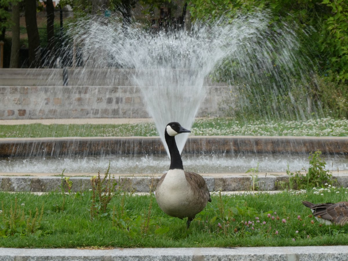 ChronoMire59's tweet image. Parc Georges Brassens
Oie bernache