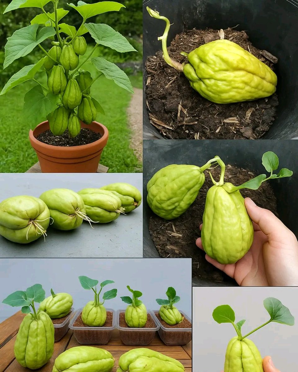 diharagirimana's tweet image. Growing a chayote is a fun and easy project even for beginners. It’s cost-effective, eco-friendly, and produces a delicious harvest with very little effort.