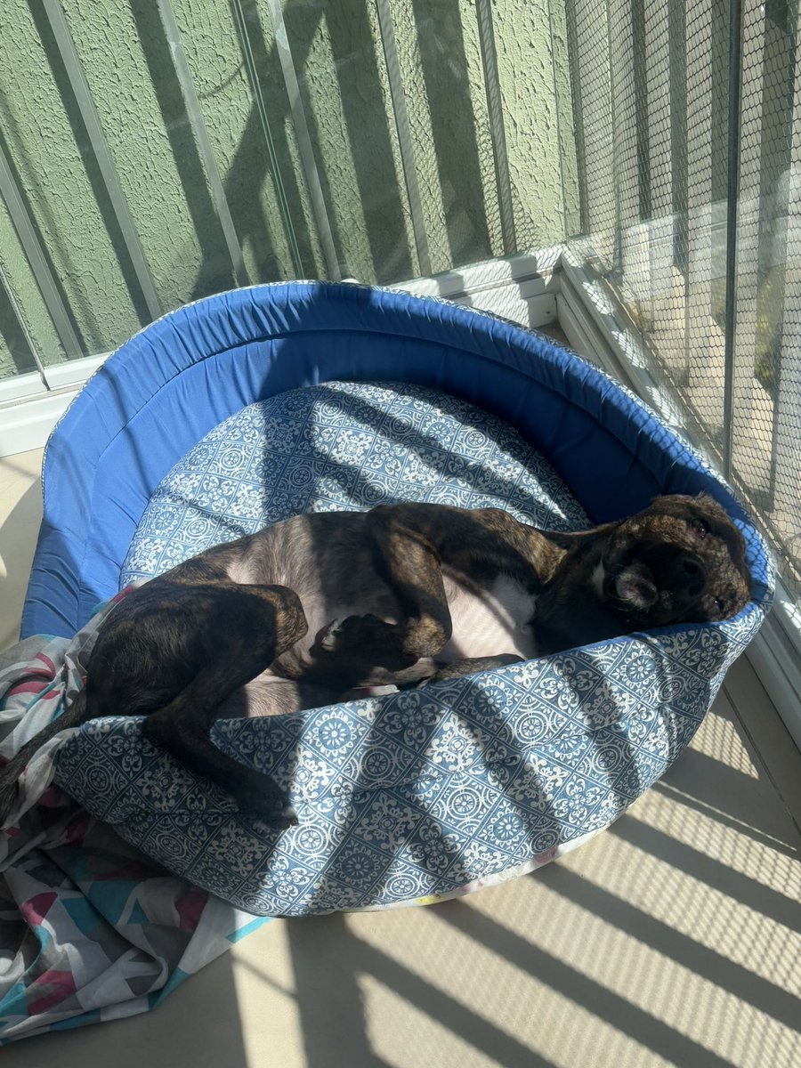 risos's tweet image. A hora do banho de sol é um negócio muito sério pra minha cachorra. Todo dia ela fica esperando pelo sol e nada a tira dali.