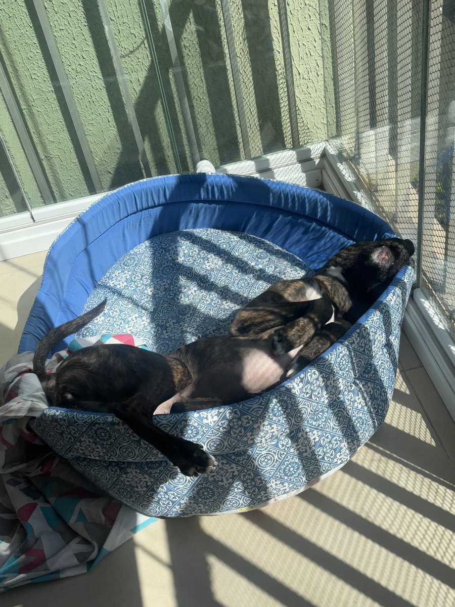 risos's tweet image. A hora do banho de sol é um negócio muito sério pra minha cachorra. Todo dia ela fica esperando pelo sol e nada a tira dali.