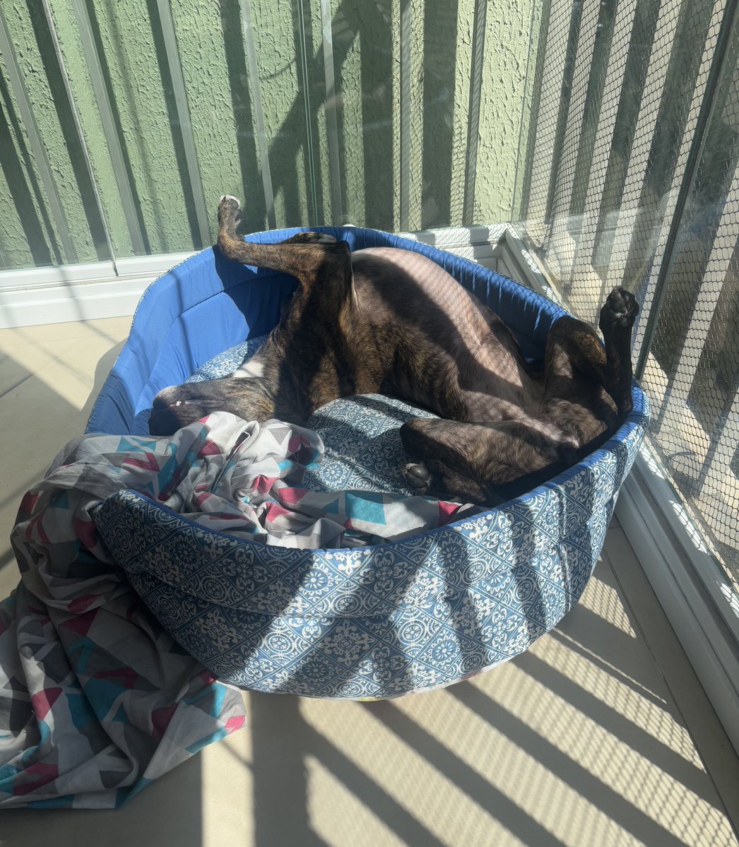 risos's tweet image. A hora do banho de sol é um negócio muito sério pra minha cachorra. Todo dia ela fica esperando pelo sol e nada a tira dali.