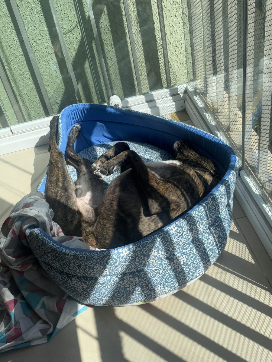 risos's tweet image. A hora do banho de sol é um negócio muito sério pra minha cachorra. Todo dia ela fica esperando pelo sol e nada a tira dali.
