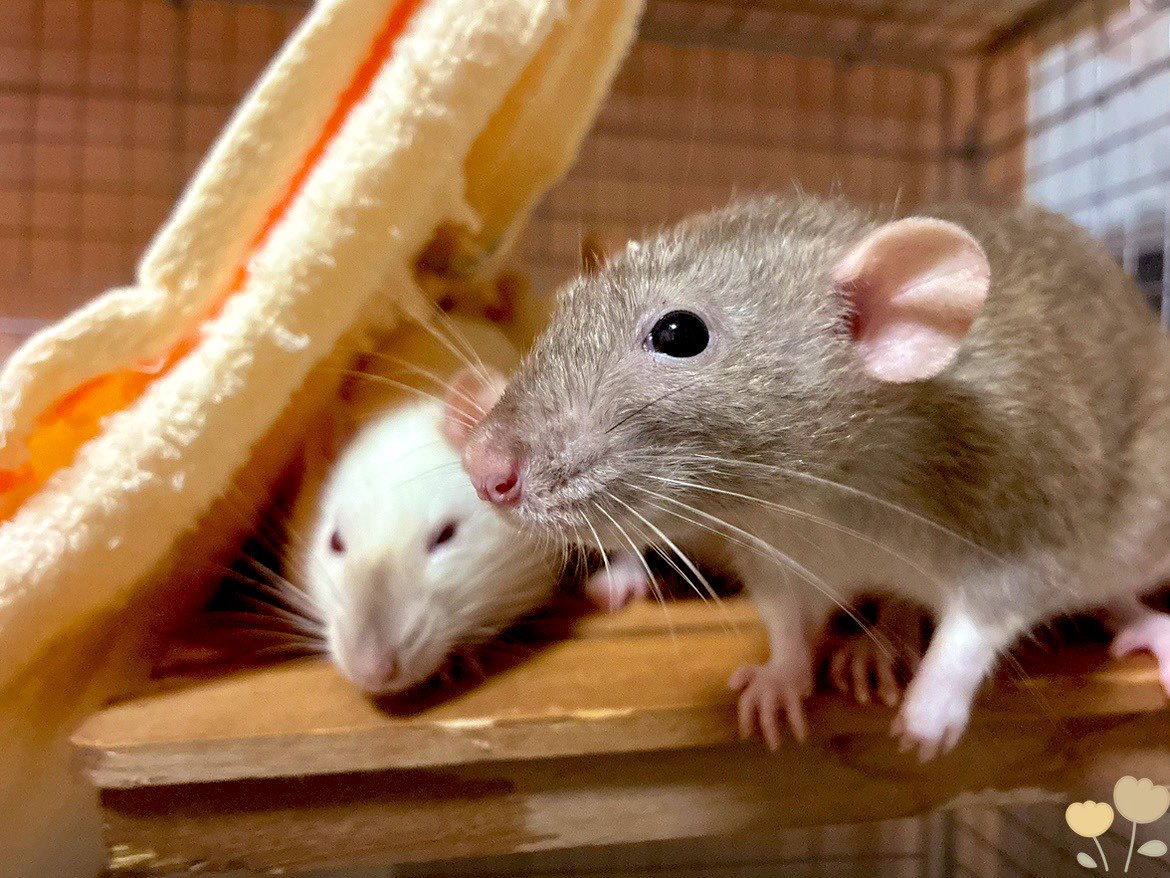 mb8lnmm's tweet image. ゆっくりおやすみ🐀🌙

#ファンシーラット
#エキゾチックアニマル
#小動物ペット
#ねずみは家族