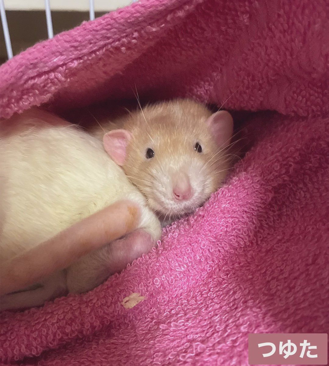 mb8lnmm's tweet image. ゆっくりおやすみ🐀🌙

#ファンシーラット
#エキゾチックアニマル
#小動物ペット
#ねずみは家族