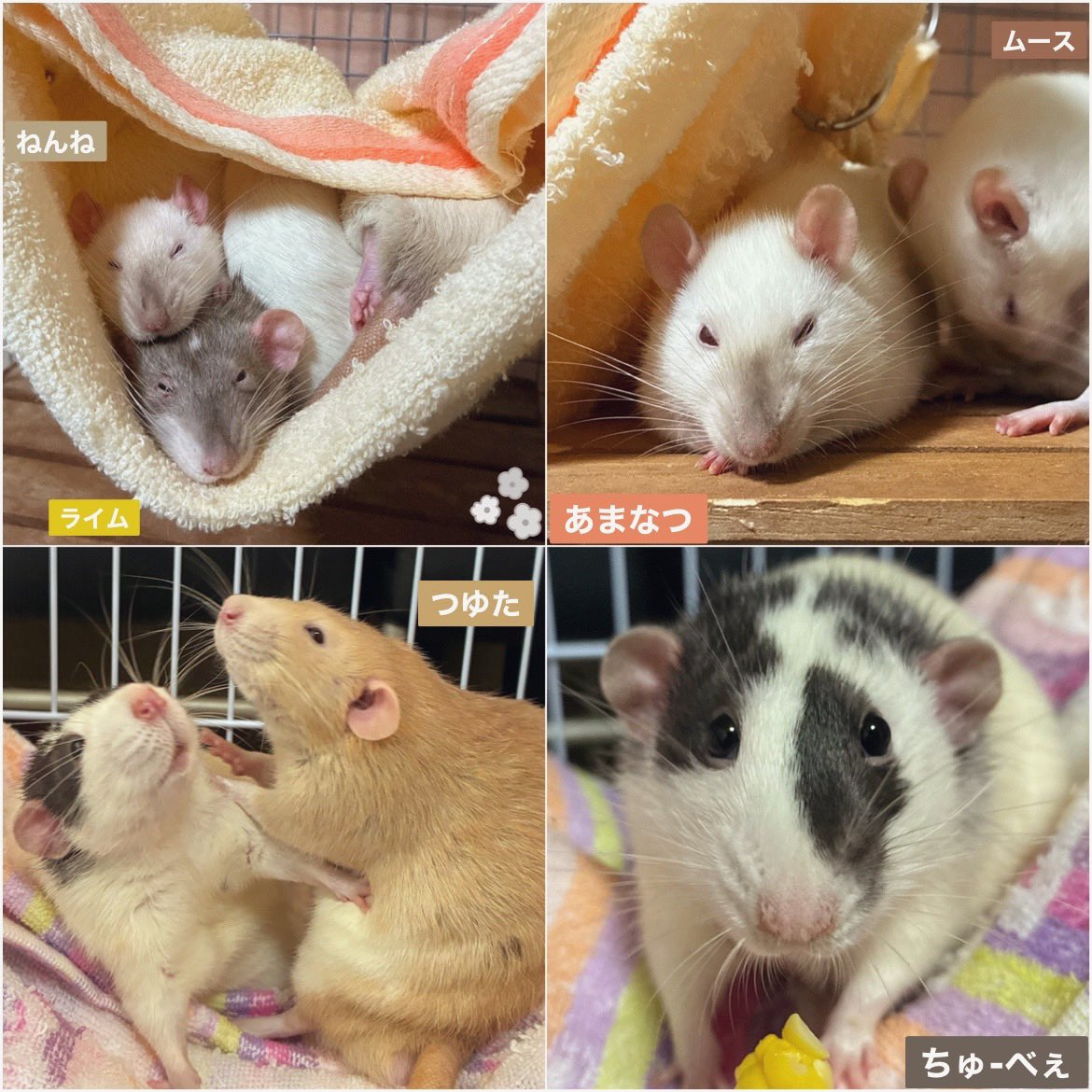 mb8lnmm's tweet image. ゆっくりおやすみ🐀🌙

#ファンシーラット
#エキゾチックアニマル
#小動物ペット
#ねずみは家族