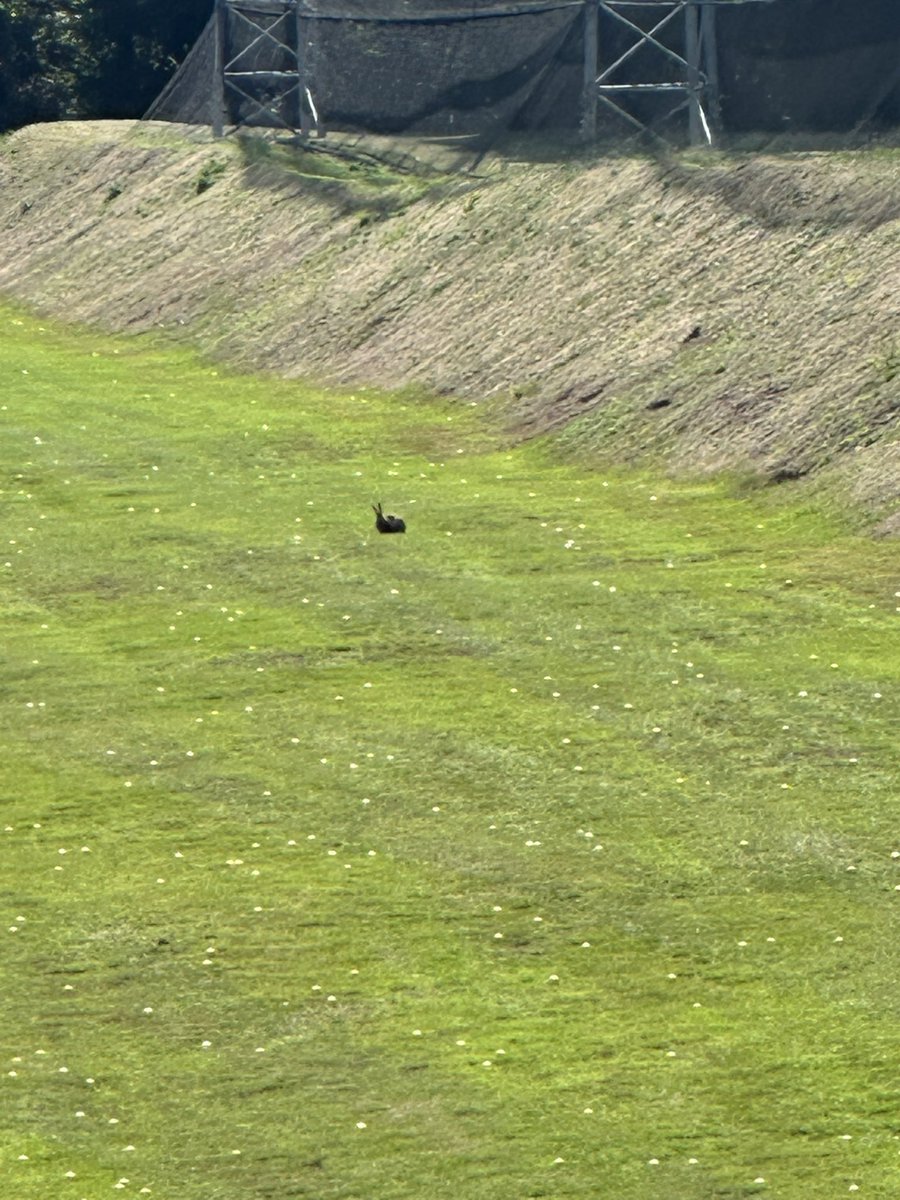 Nickleh's tweet image. Rabbits keeping a safe distanceβ¦
